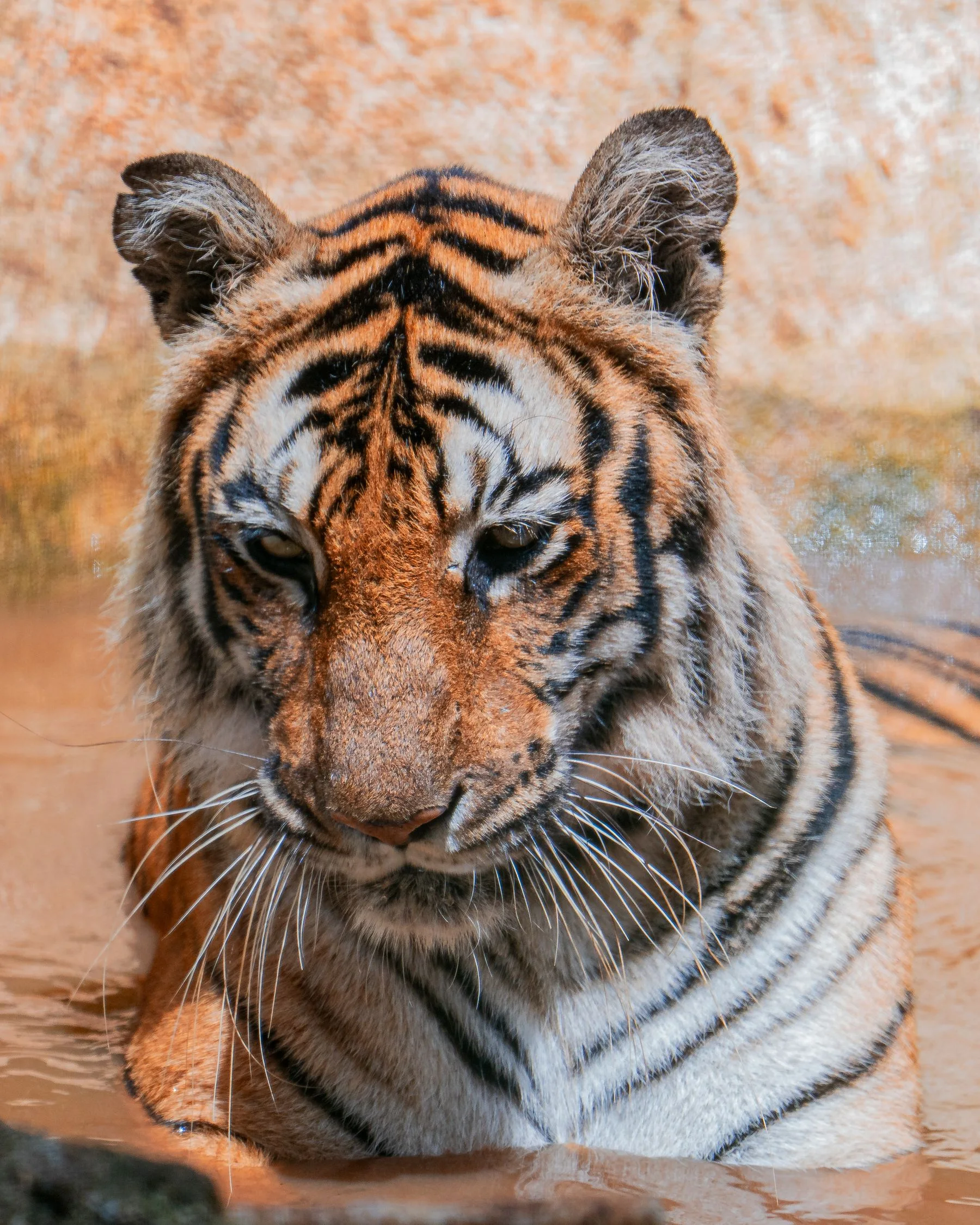 Tigre descansando na água com a cabeça acima da superfície.