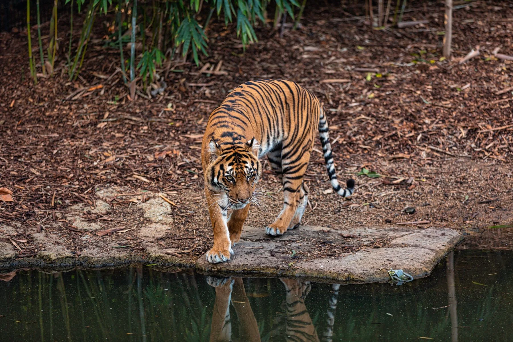 Tigre caminhando à margem de um espelho de água.