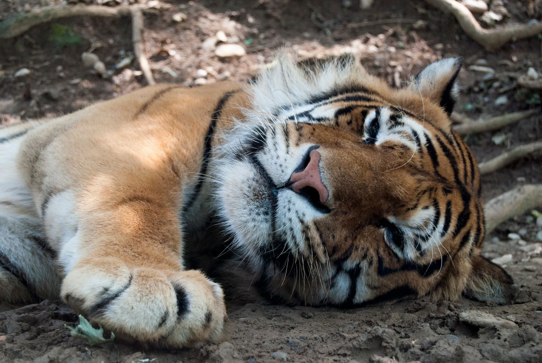 Tigre deitado no chão com as patas dianteiras estendidas.
