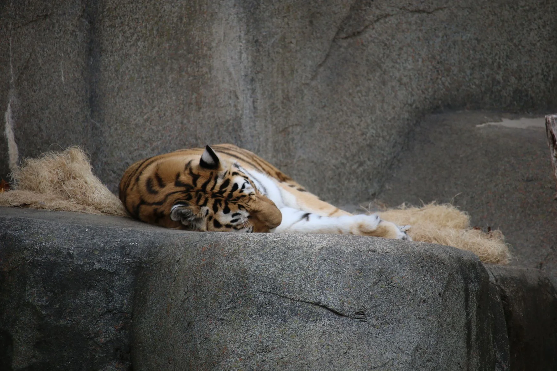 Tigre descansando sobre uma superfície de pedra.
