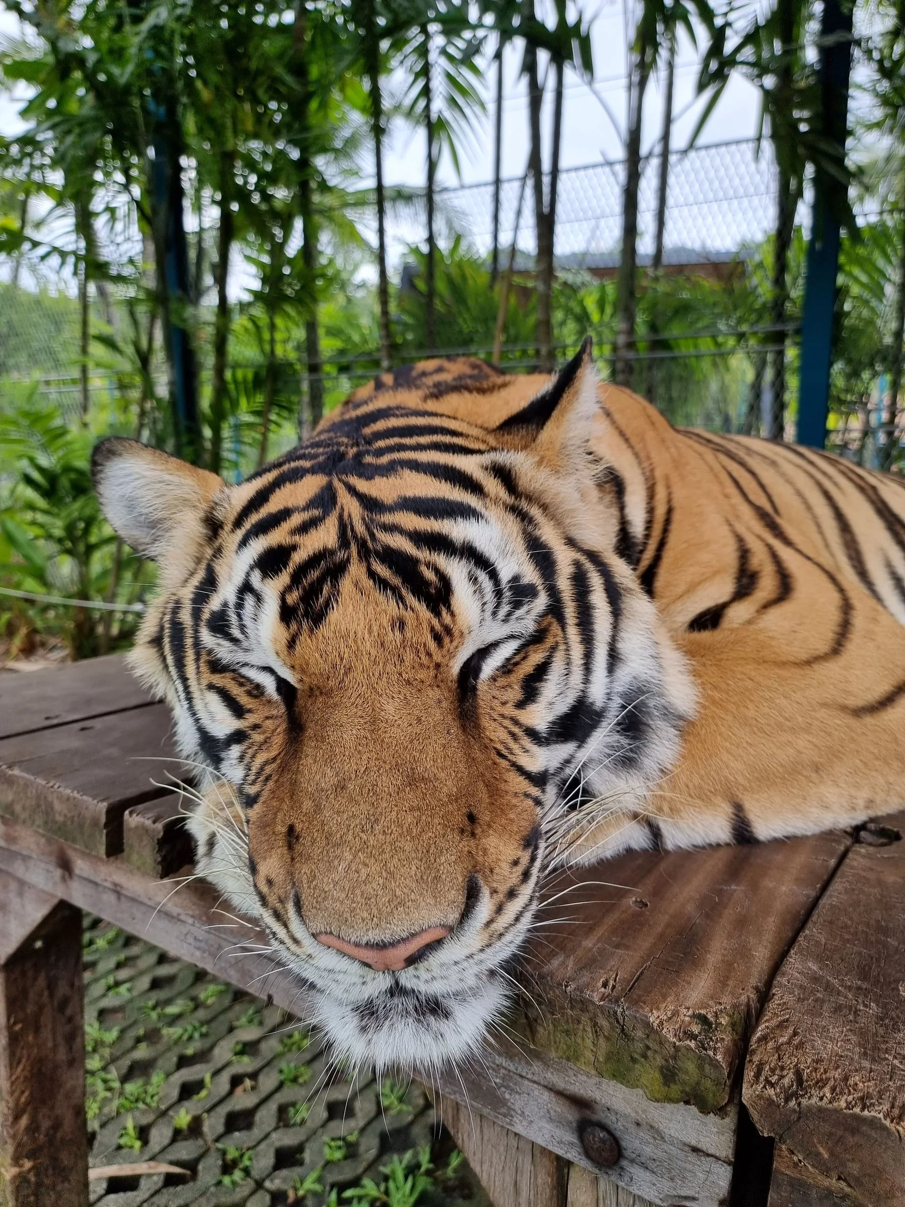 Tigre adormecido com o rosto e as listras em destaque.