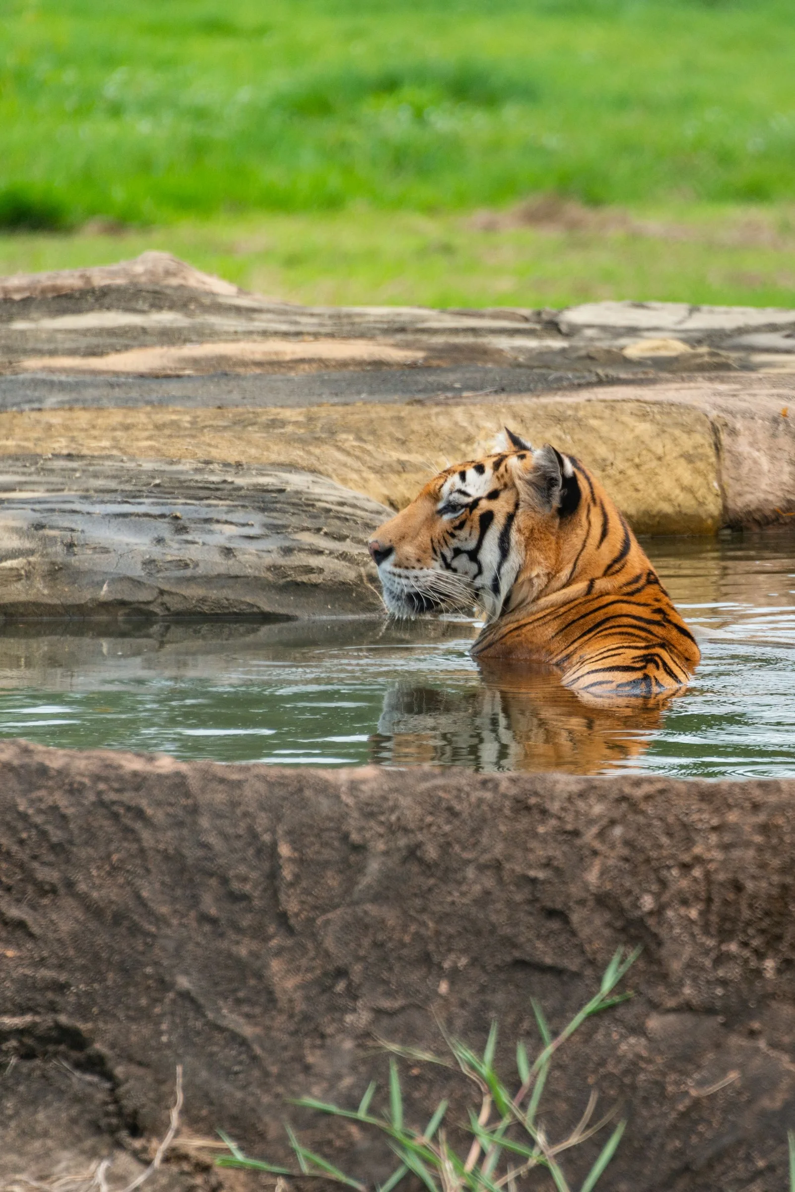 Tigre dentro da água, com a cabeça voltada para o lado.