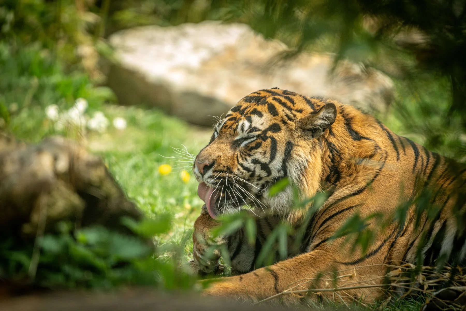 Tigre deitado em meio à vegetação verde.